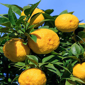 Yuzu Ichandrin Hardy Citrus