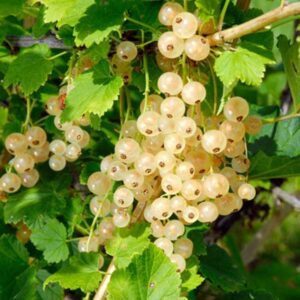 Zitavia White Currant