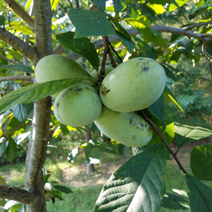 Tallahatchie™ Pawpaw