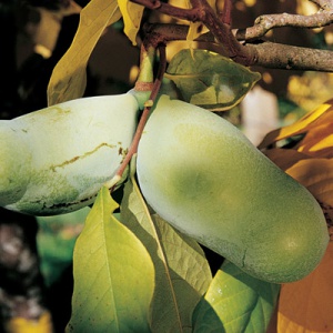 Rebecca's Gold Pawpaw