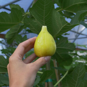 278-128 Fig Tree