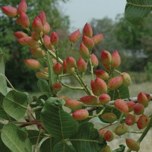 Uzbek Pistachio Seedling
