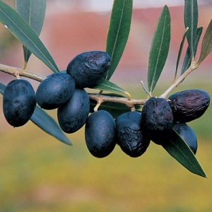 Midnight™ Olive Tree