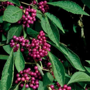 Issai Beautyberry