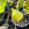 Adriatic Fig Tree