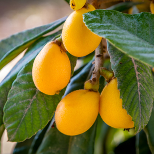 Advance Loquat