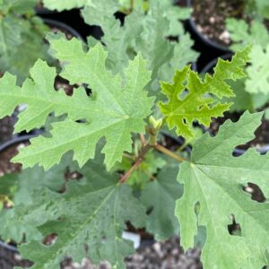 Afghan Seedling Fig Tree