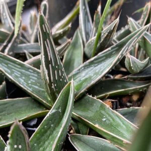 Agave Pintilla