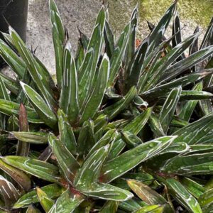 Agave pintilla