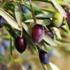 Aglandau Olive