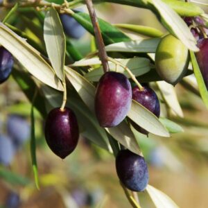 Aglandau Olive