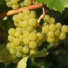 Aligote Wine Grape
