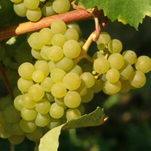 Aligote Wine Grape