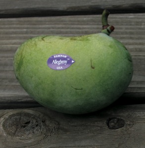 Allegheny™ Pawpaw