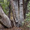 Alligator Juniper