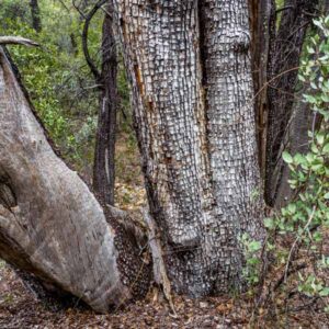Alligator Juniper