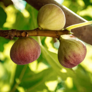 Alma Fig Tree