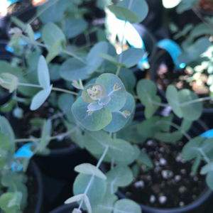 Alpine Cider Gum