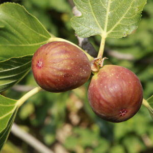 Alpine George Fig Tree