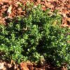 Alpine Mint Bush