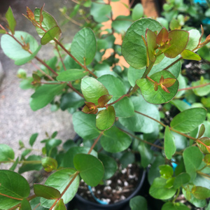 Alpine Yellow Gum Eucalyptus