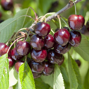 Amarena di Pescara Cherry_