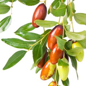 Ant Admire Jujube