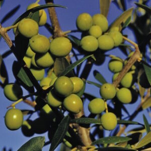 Arbequina Olive