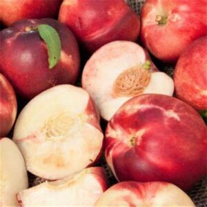 Arctic Babe Miniature Nectarine