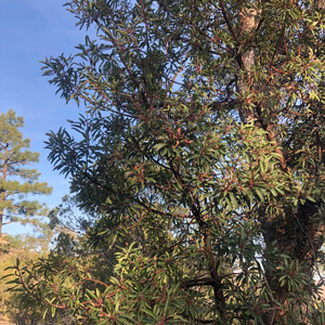 'Chiri' Arizona Madrone