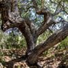 Arizona White Oak