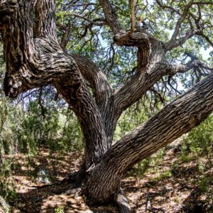 Arizona White Oak