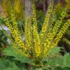 Arthur Menzies Mahonia