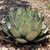 Artichoke Agave
