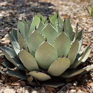 Artichoke Agave
