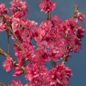 Atomic Red Nectarine