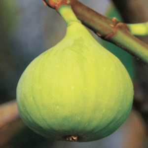 Atreano Fig Tree