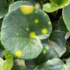 Aureomaculatum Leopard Plant