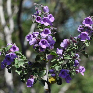 Australian Mint Bush