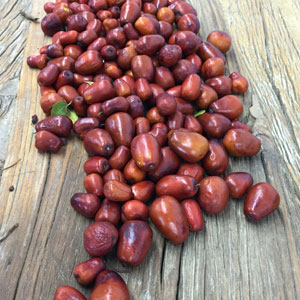 Autumn Beauty ™ Jujube