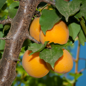 Autumn Royal Apricot