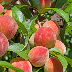Avalon Pride Peach