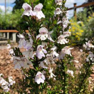 Badja Peak Mint Bush