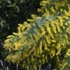 Bailey's Acacia Tree