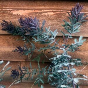Bailey's Purple Acacia Tree