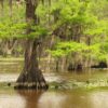 Bald Cypress