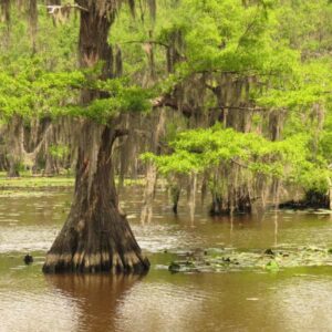 Bald Cypress
