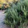 Barbeque Rosemary