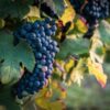 Barbera Wine Grape