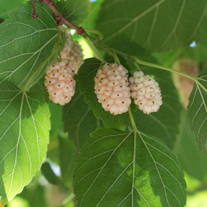 Beautiful Day White Mulberry